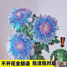 【牡丹菊花苗】重瓣菊花室内外盆栽地栽花卉四季种植耐寒耐热绿植