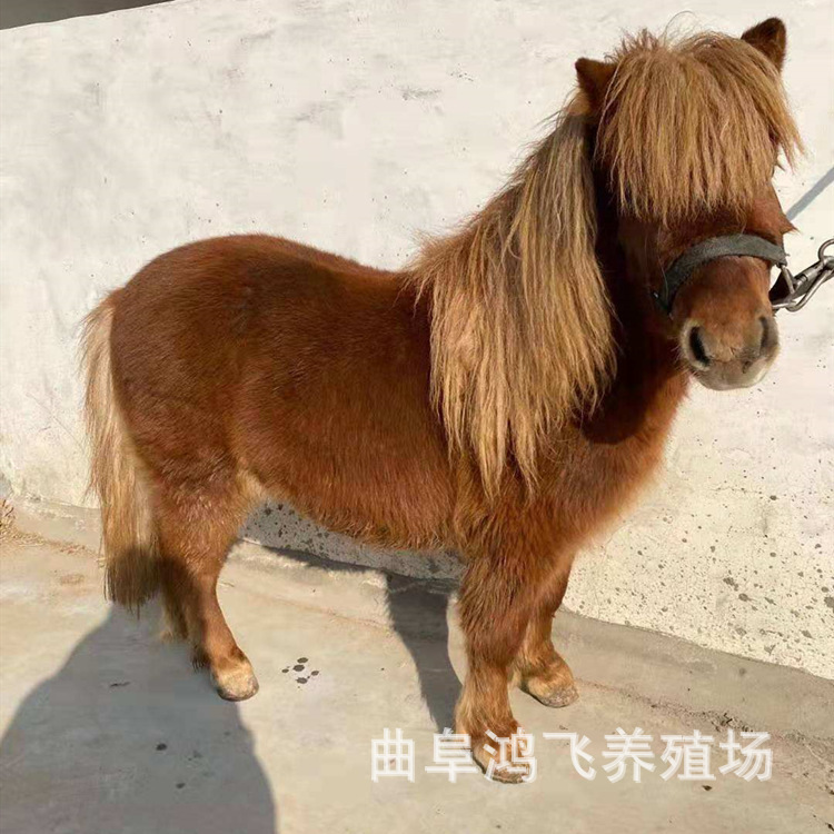 骑乘小矮马活物设特兰矮马活体迷你矮脚马马驹蒙古马伊犁大马