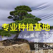 日本黑松批发 造型国产黑松盆景 浙江斜飘大长飘黑松迎客松造型树