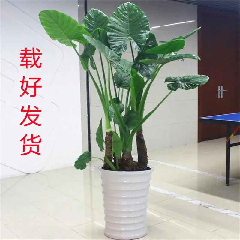 滴水观音盆栽大叶霸王芋室内盆景老桩庭院大型绿植植物水培吸甲醛