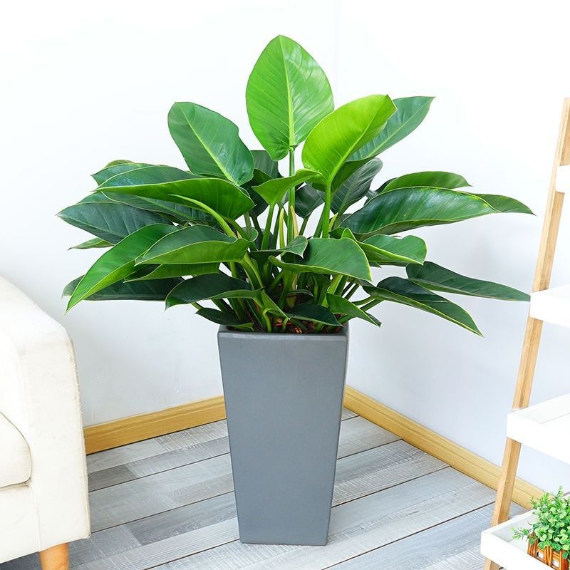 绿公主大叶金钻盆栽绿植室内新房吸甲醛花卉净化空气好养四季植物