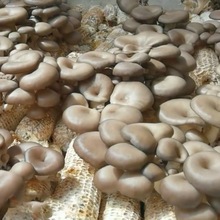 平菇菌种批发玉米芯棒种植蘑菇栽培家庭食用猴头接种三级基地
