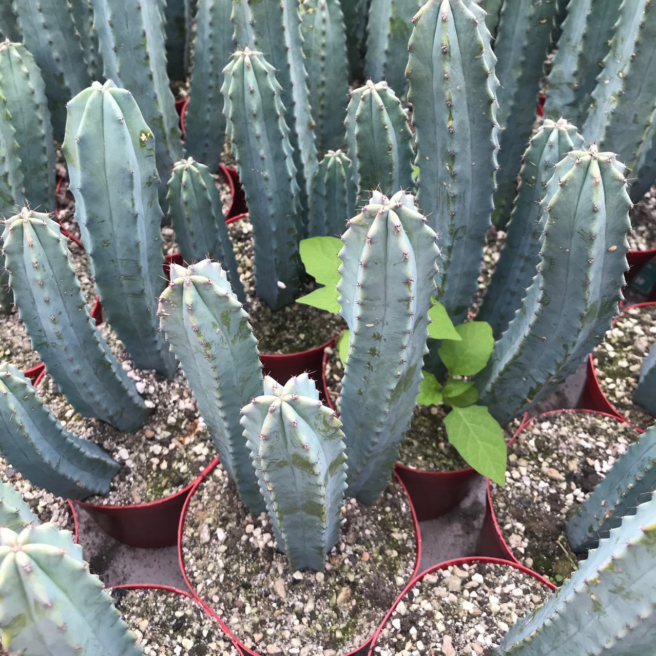 多头龙神木变异无刺龙神木多头蓝柱仙人球多肉植物小盆栽绿植园艺