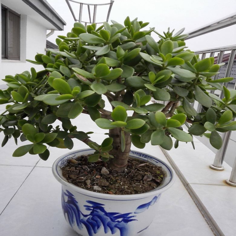 玉树花卉玉树 老桩 玉树 燕子掌绿植花卉盆栽厚脸皮植物小植物