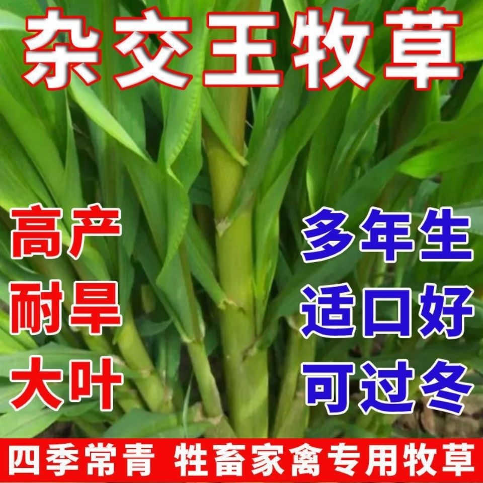 进口杂交牧草王大叶养牛草种子四季多年生牛羊猪鱼用养殖畜牧草籽