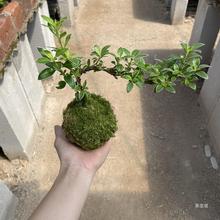 金边六月雪悬崖造型盆景绿植苔藓禅意微景观【需要阳光】