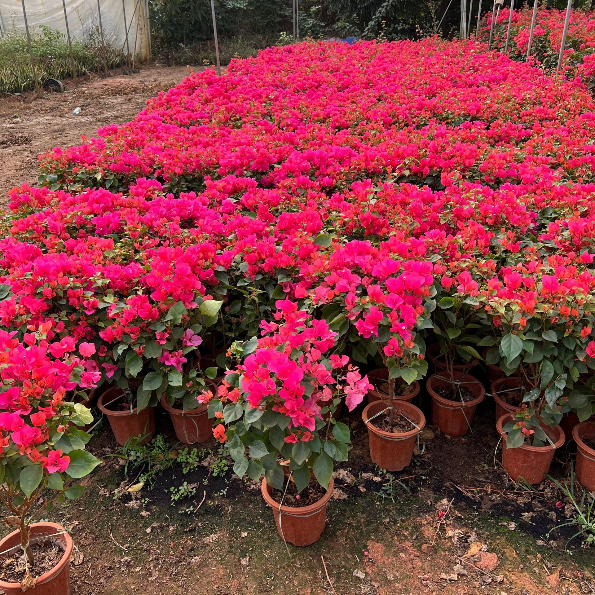 樱花红三角梅盆栽 多色造型三角梅盆景 绿化树绿樱泰国五雀三角梅