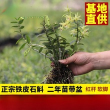 花卉铁皮石斛大量供应红杆铁皮石斛苗2年驯化苗盆栽批发种植直