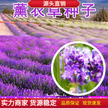 法国薰衣种子室内植物种植马鞭种孑花卉小盆栽真花盆栽花种