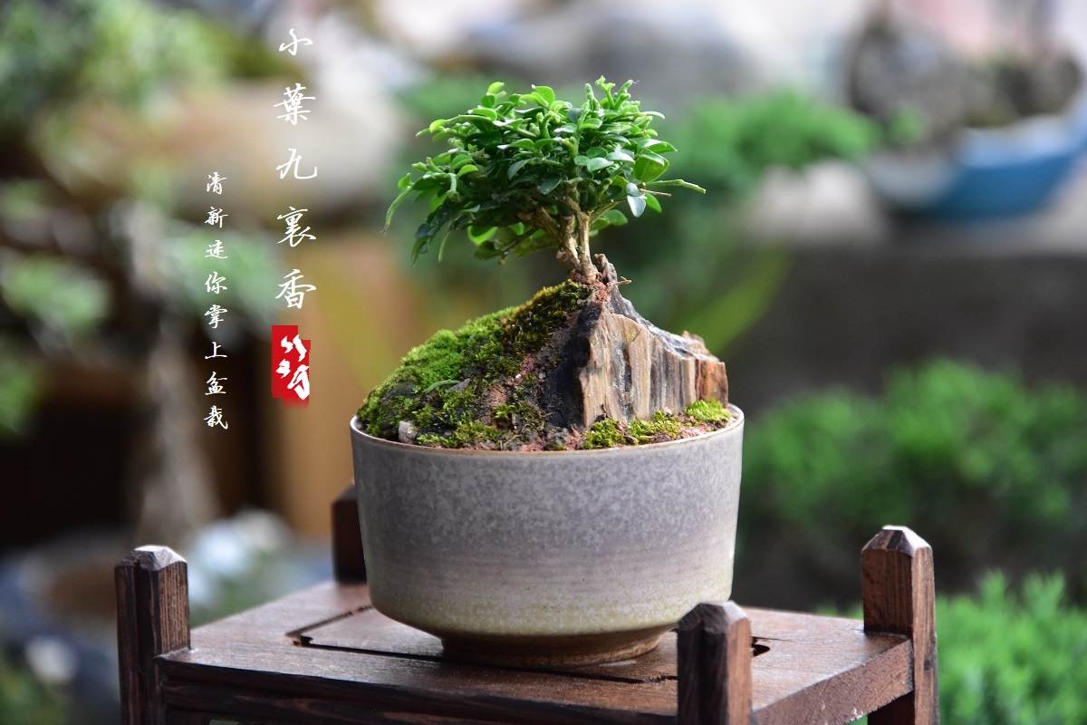 台湾达摩小叶九里香盆栽微型盆景迷你盆景六月雪桌面盆景桌面绿植