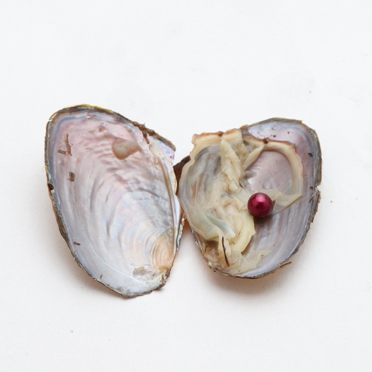 外贸热销 珍珠小河蚌 一蚌一珠 真空包装 量大价优 彩色圆珠