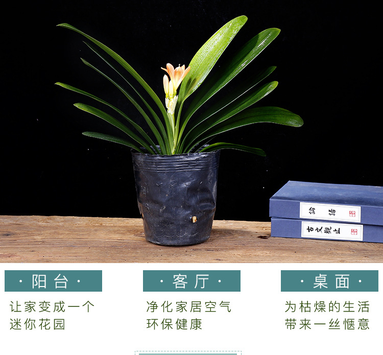 奇异君子兰沼泽君子兰盆栽带花苞四季室内好养花卉