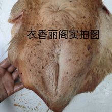 农家散养现宰黄牛新鲜整套母牛子宫官牛欢喜进补炖汤食材