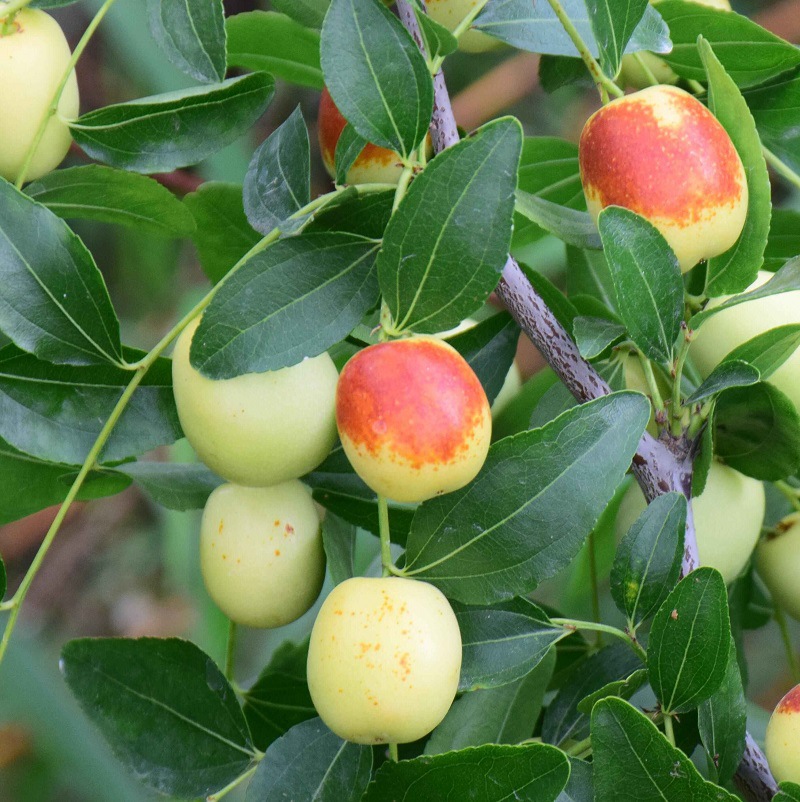云南蒙自金丝蜜枣新鲜孕妇水果脆甜当季水果蜜枣非大荔冬枣现货