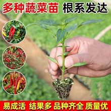 蔬菜苗青椒苗番茄西红柿圣女苗果辣椒丝瓜茄子黄瓜苗阳台庭院种植