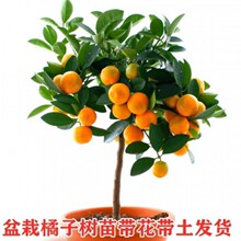 新鲜第三代广西融安脆蜜金柑纯甜无籽脆皮金桔特大果王原产地直发