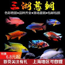 马拉莫宝石鱼 马拉莫 美洲慈鲷鱼_阿里巴巴找货神器