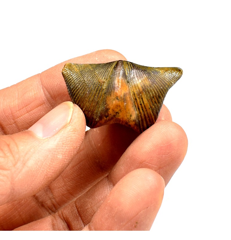 天然石燕贝化石腕足动物石贝壳弓石燕古生物化石科普教学标本