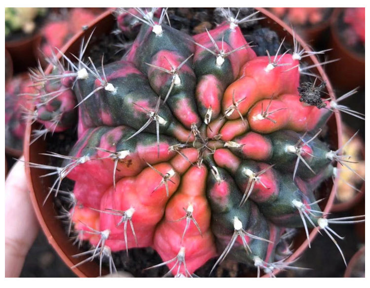 基地直供光辉牡丹锦 家居花卉绿植 多肉植物盆栽
