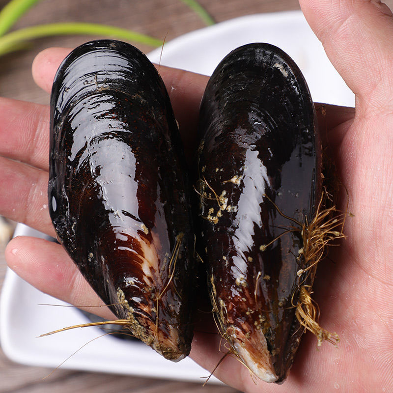 当天现捞新鲜无沙大海虹舟山贻贝青口贝当季鲜活淡菜冷链厂家批发