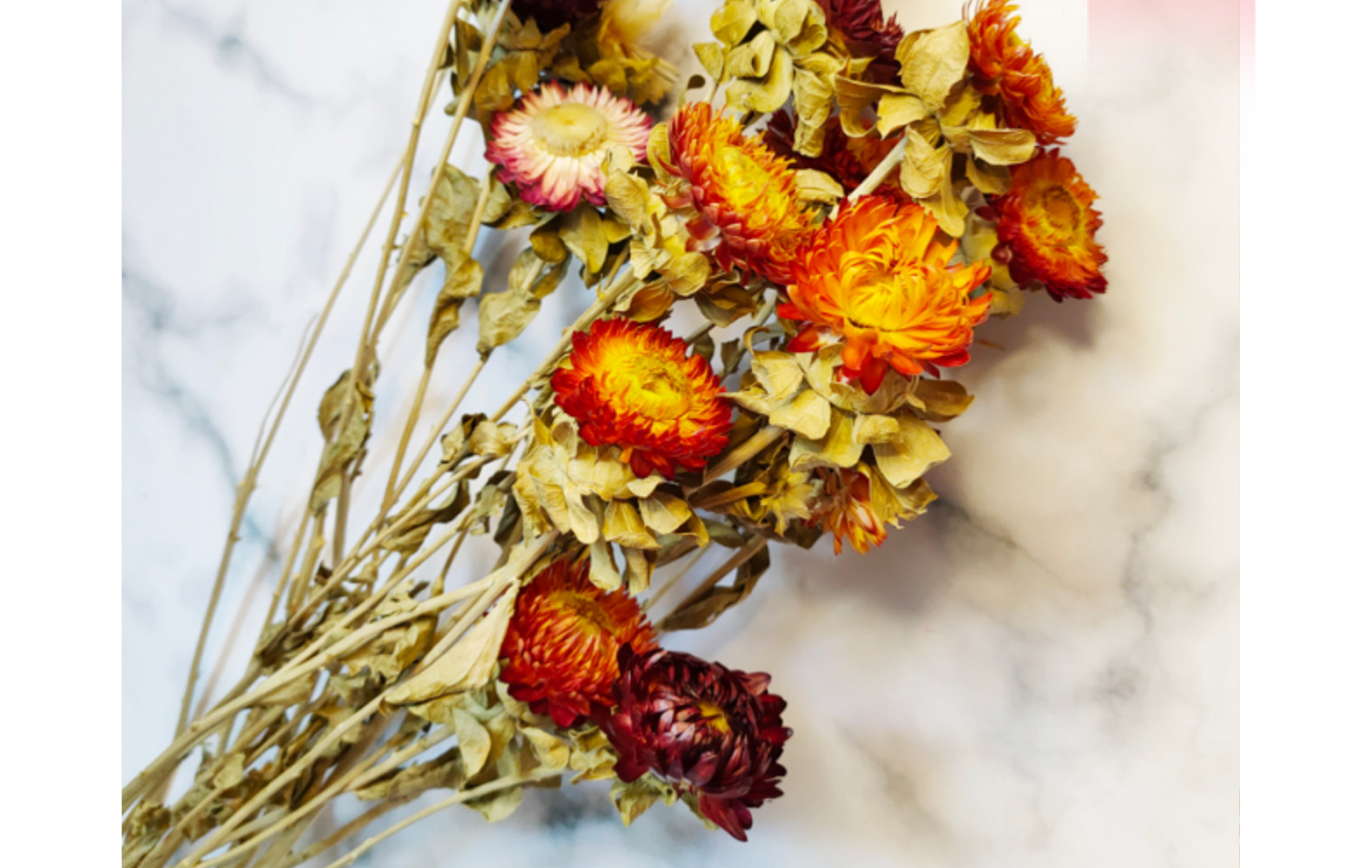 云南麦秆菊干花花束厂家批发菠萝菊雏菊七彩菊ins北欧风插画装饰