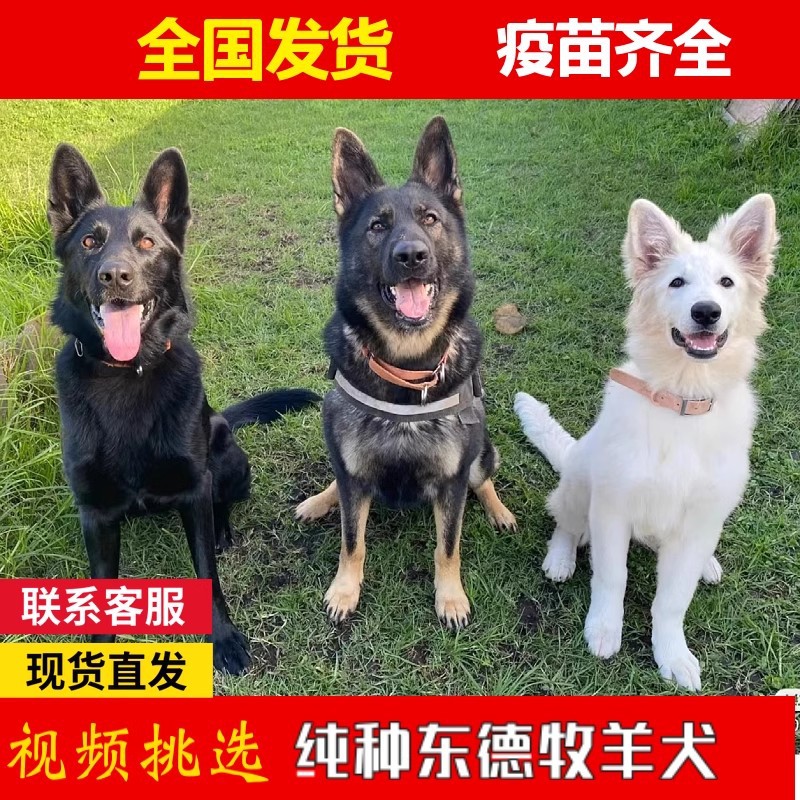 纯种东德牧羊犬幼犬活体东德牧羊犬批发狼灰色纯黑色东德牧羊犬狗
