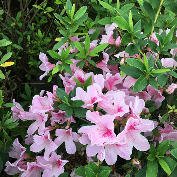 杜鹃花苗 春娟苗毛娟树苗绿植绿化种植四季常青杜鹃花盆栽阳台