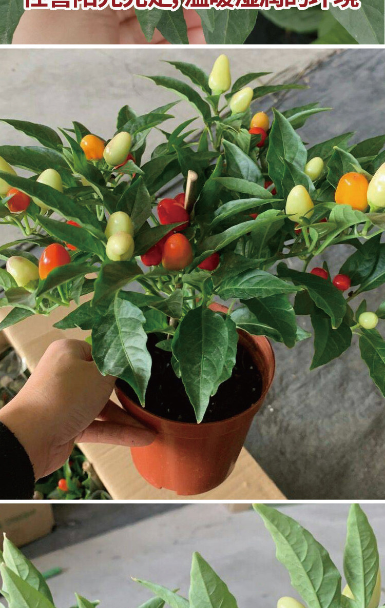 华煜七彩椒种子盆栽颜色亮丽七彩椒辣椒种籽观赏食用彩色辣椒种子