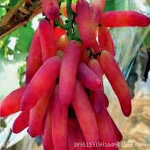 美人指葡萄树苗庭院爬藤葡萄树盆地栽北南方种植当年结果果树果苗