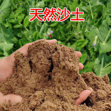 天然沙土沙壤土种菜养花盆栽花卉专用种植土细沙土壤通用田园土跨