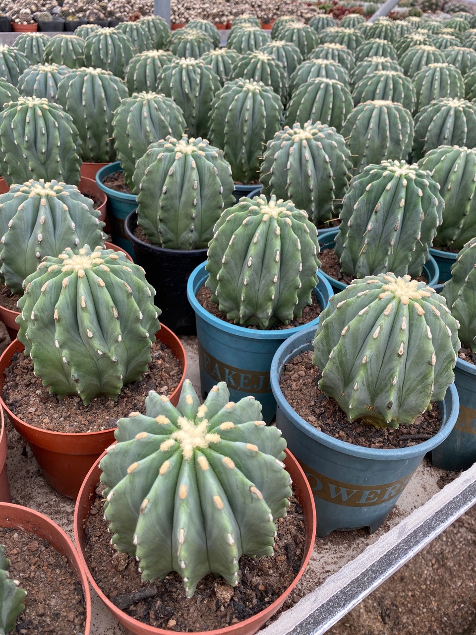 无刺王冠龙实生仙人球桌面掌形拉丝锦盆栽核桃基地批发