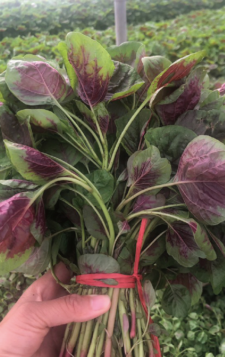 红圆叶苋菜花红苋菜种子 农田菜园可盆栽四季早熟青菜野菜蔬菜籽