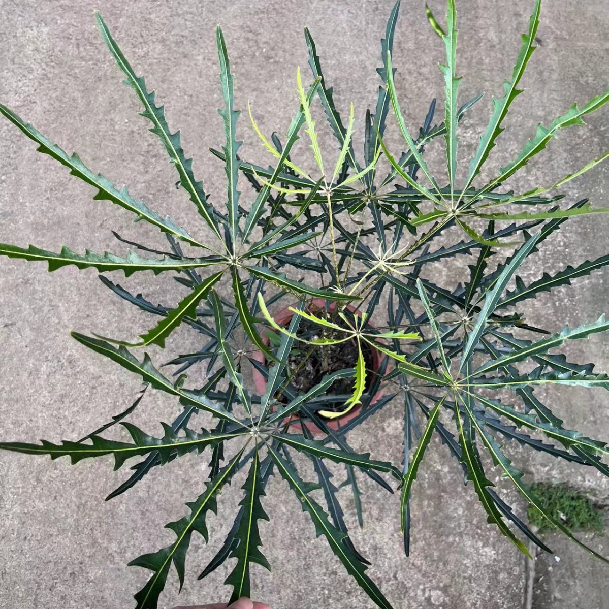 网红北欧室内大型植物孔雀木大盆栽 客厅绿植落地好养办公室轻奢