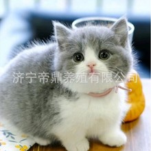 宠物猫活体英短蓝白猫幼猫活体蓝白矮脚猫咪幼崽蓝白拿破仑猫活物
