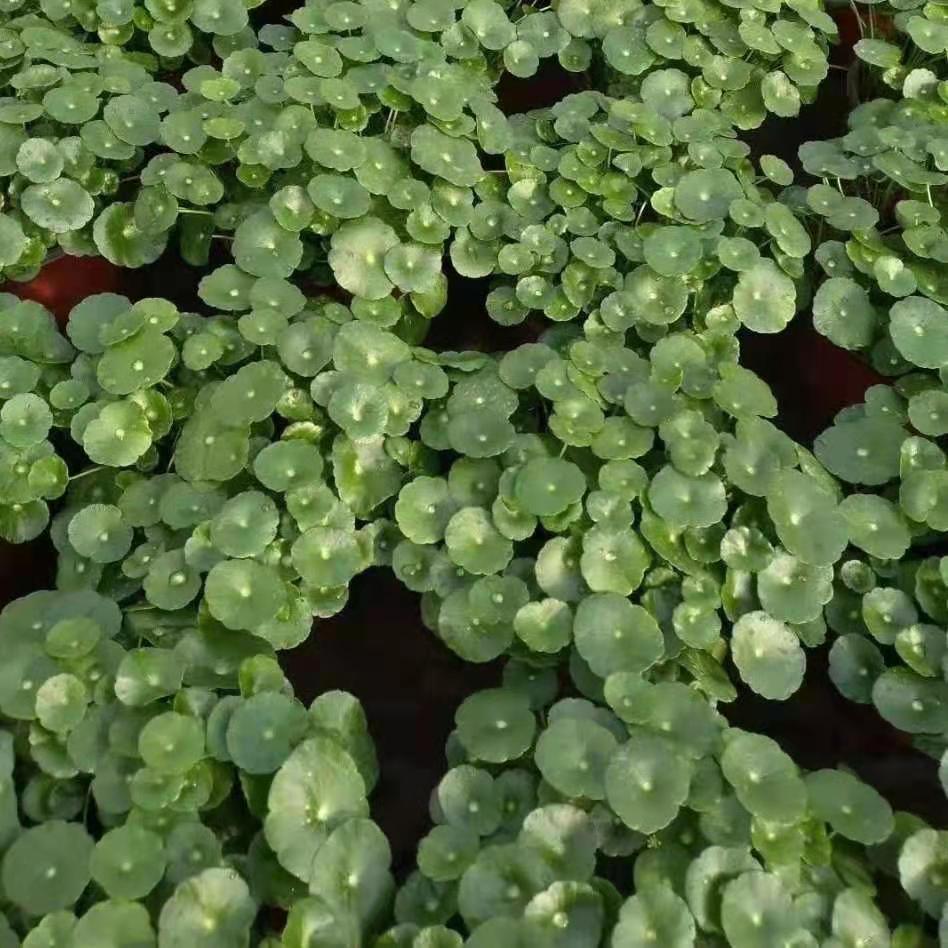 基地供应量大批发绿色水培植物水生植物铜钱草香菇草盆栽水体绿化