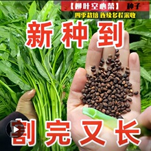 空心菜种子柳叶白梗空心菜小叶青菜种籽阳台盆栽大田四季蔬菜种孑