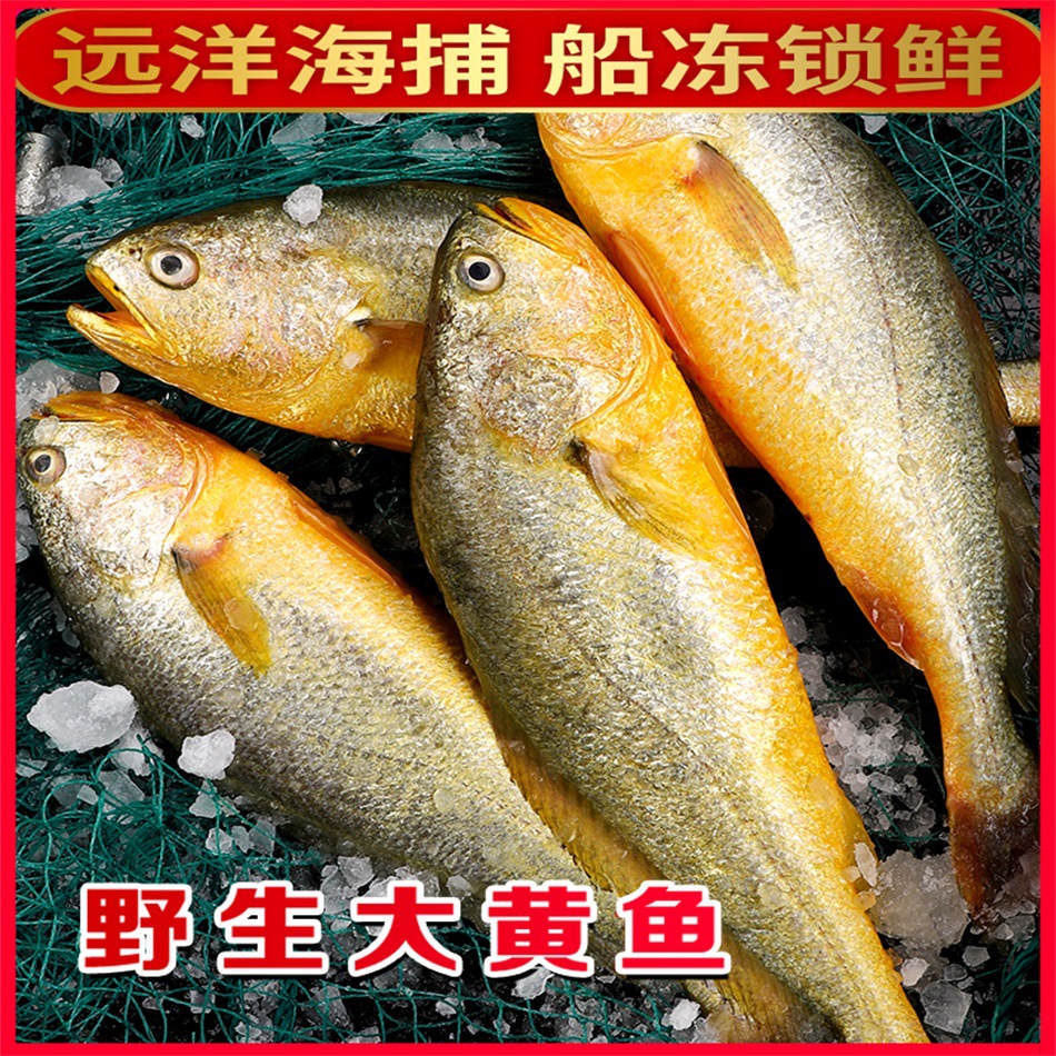 求购野生大黄鱼