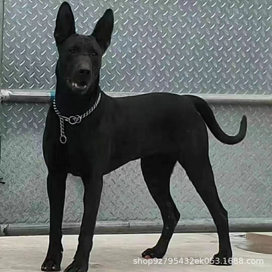 黑狼幼犬活体纯种黑狼护卫犬 大型犬猛犬工作犬黑狼狗宠物犬狗狗