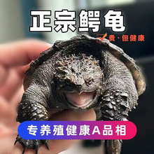北美小鳄龟苗活物宠物龟观赏龟杂佛食肉龟水龟外塘凶猛包邮批发