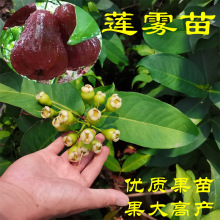 莲雾苗树苗台湾黑金刚黑珍珠大红叶莲雾果树苗盆栽地栽莲雾果树苗