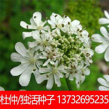 新鲜独活种子野生特级正品岷县独活种籽中药材种植苗苦参党参种孑