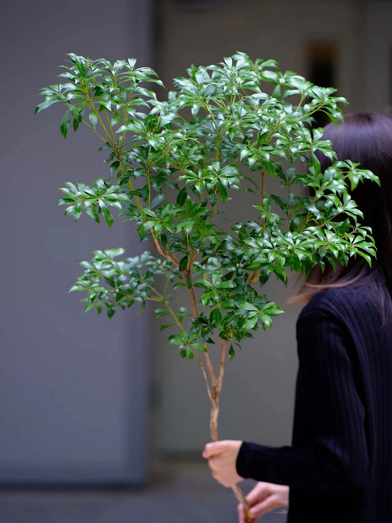 马醉木水培植物鲜切枝条吊钟绿植盆栽室内客厅鲜花瓶平替
