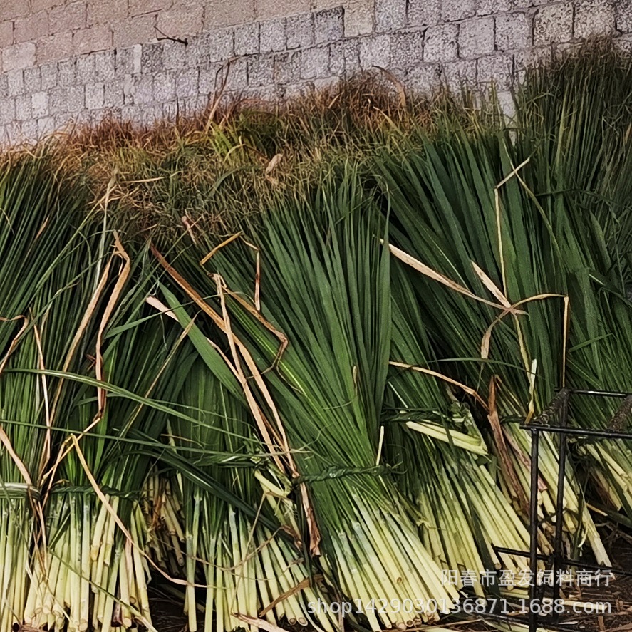 青贮甘蔗尾 牛饲料 青储甘蔗尾叶子 牛草料 青贮饲料 青储饲料