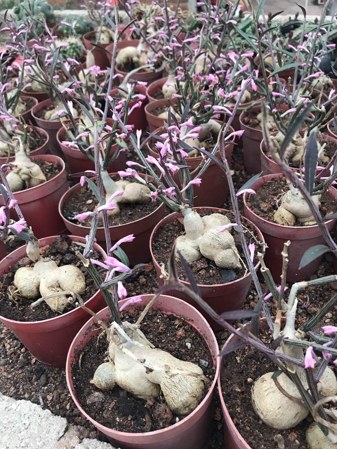 漳州嘟嘟园艺场【人参大吉】人参大戟仙人球块状开花