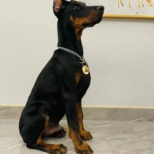 迷你宾莎(迷你杜宾)cku犬舍,小诺出品,必出精品!_阿里巴巴找货神器