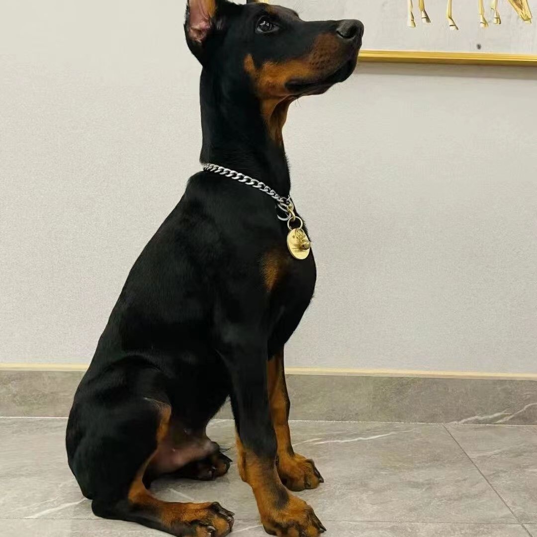 纯种杜宾犬活体幼犬 德系美系双血统护卫犬迷你笃宾犬赛级宠物狗