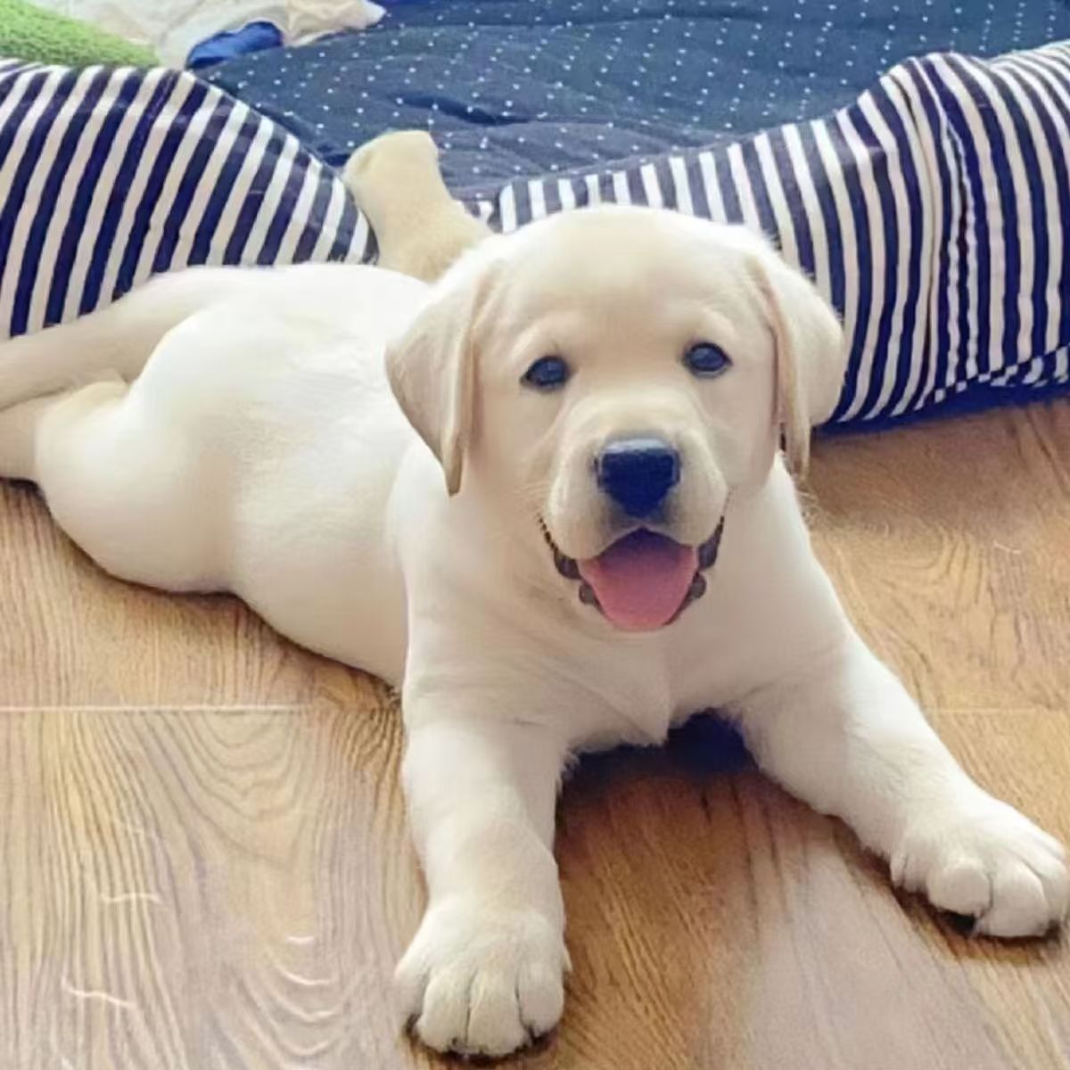 批发双血统拉布拉多幼犬活体工作犬中型巡回导盲犬家庭伴侣宠物狗