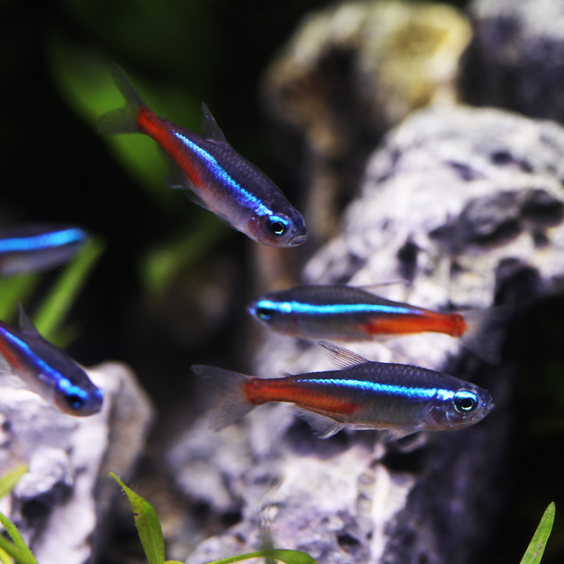 小型热带鱼观赏鱼灯科鱼大号红绿灯鱼草缸群游鱼活体宠物鱼红灯鱼