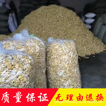 鸡油菌产地直销批发单根榆黄蘑2-3根黄金菇干货菌菇土特产蘑菇