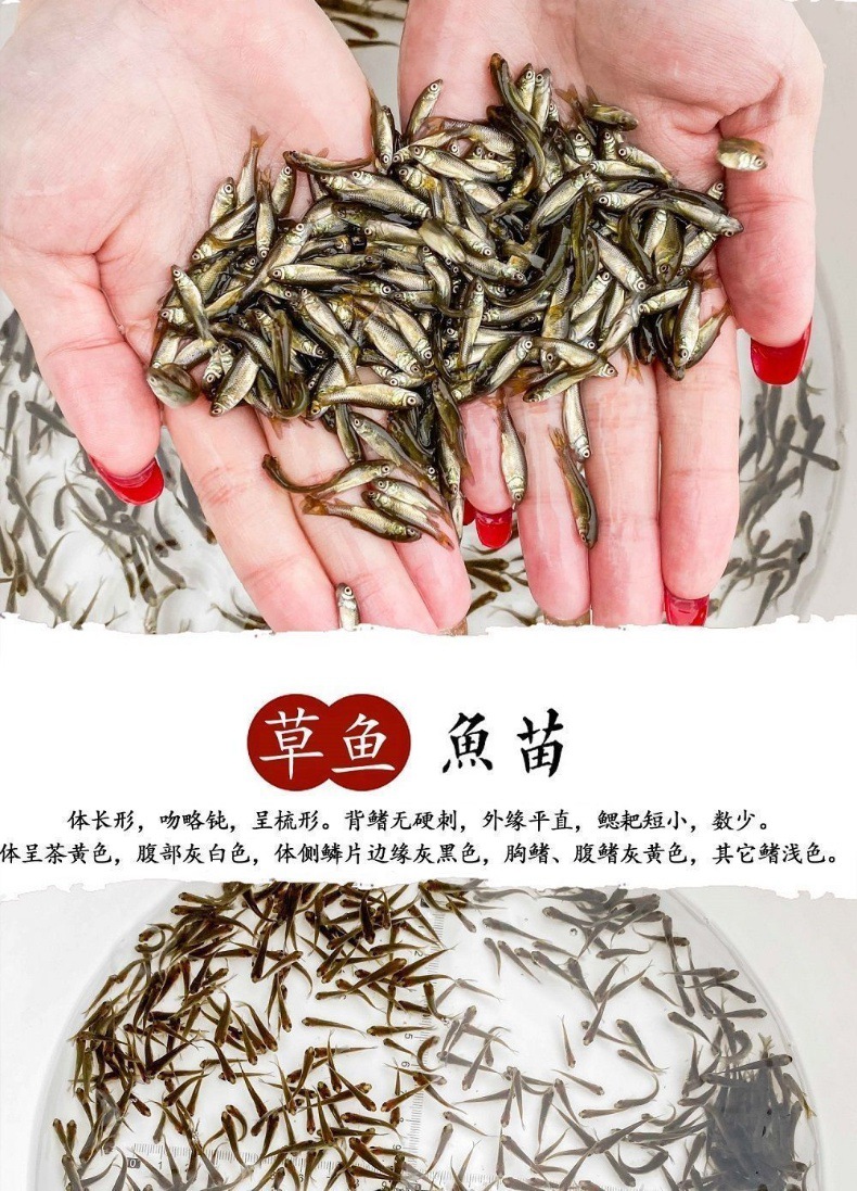 鲤鱼苗草鱼苗鲫鱼苗螺丝青鱼活体养殖淡水鱼苗批发龙鱼饲料鱼包活